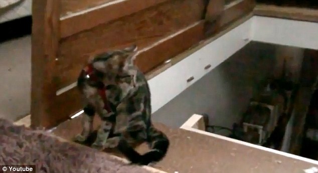 开云电竞官方网站