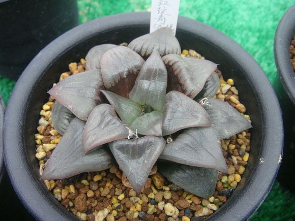 低阶粉煤“吃干榨净”有了新路径_开云电竞官方网站(图3) 开云电竞官网