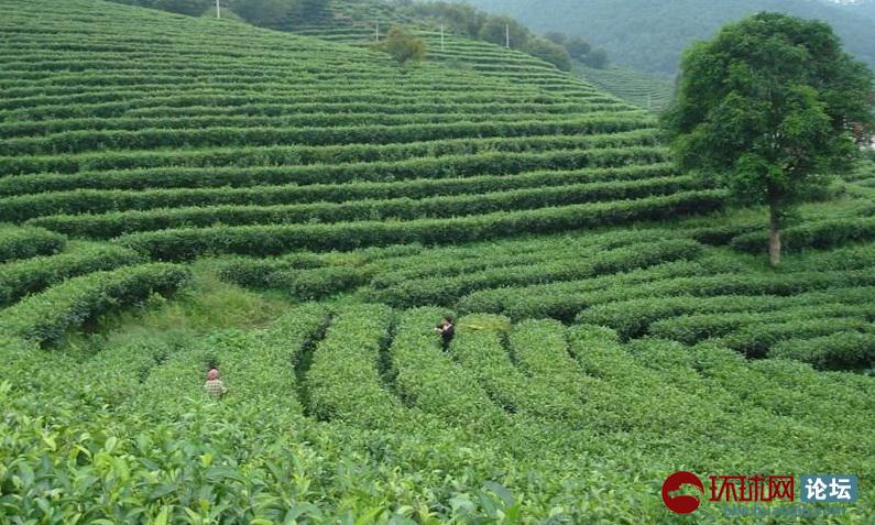 开云电竞-《食戟之灵》漫画第163话 愤怒药王迎战白骑士(图2) 开云电竞官网