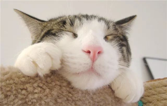 【开云电竞】智利加速关闭煤电(图1) 开云电竞官网